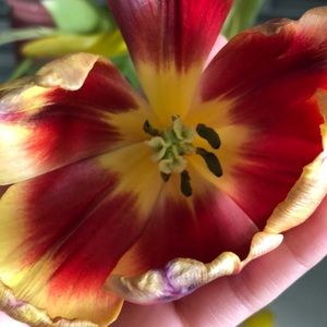 Meet your Posher, Nancy